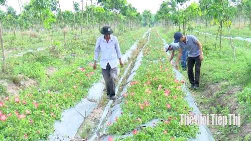 Làm giàu từ cây sâm bố chính trên đất mới Tây Ninh